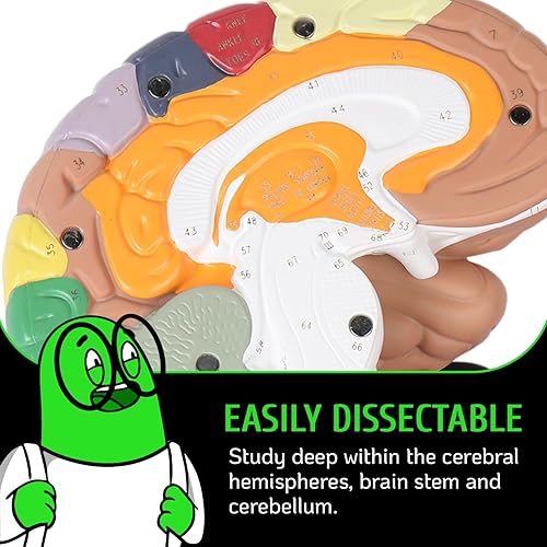 Miniatura 3 de Geekidoc - Modelo de cerebro humano número con estuche de transporte modelo de anatomía de tamaño real 2 veces