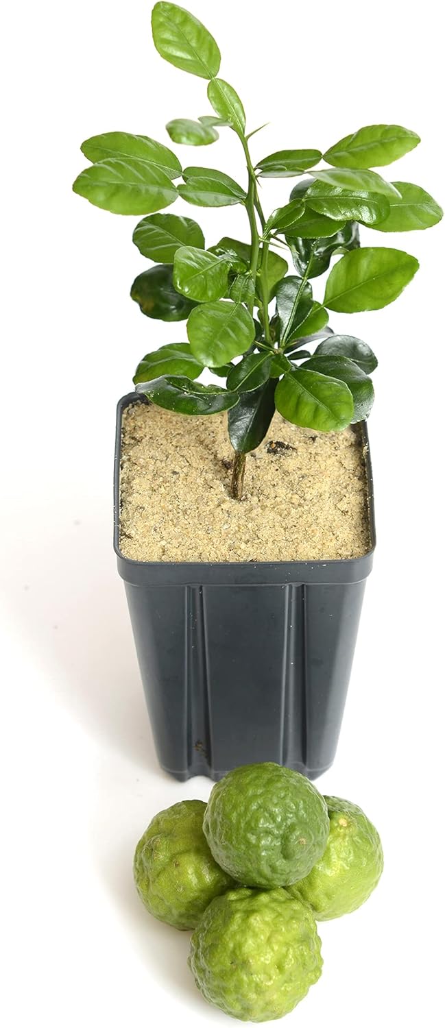 Kaffir Lime Tree Starter Plant. Citrus Hystrix. Makrut Lime. 6'' - 10'', Green, Large