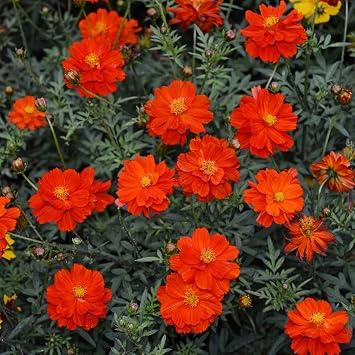 250 Cosmos Sulphur Dwarf Red Flower Seeds
