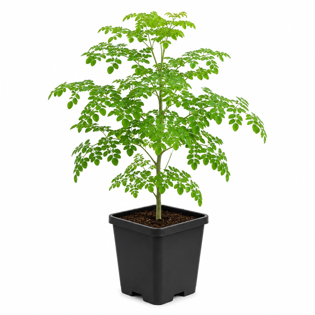 Moringa Plant - Fast Growing Medicinal Herb -1 Moringa Plant - Fast Growing Medicinal Herb -1