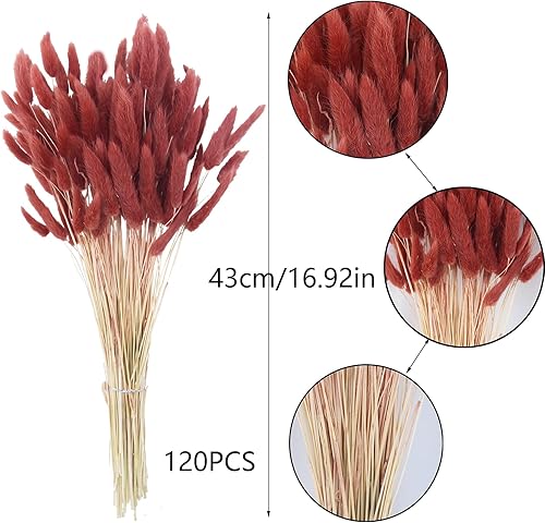 Miniatura 2 de CISDUEO 120 piezas de flores secas de cola de conejo, flores secas de lagurus ovatus, hierba de las pampas, rojo y marrón, arreglo floral seco