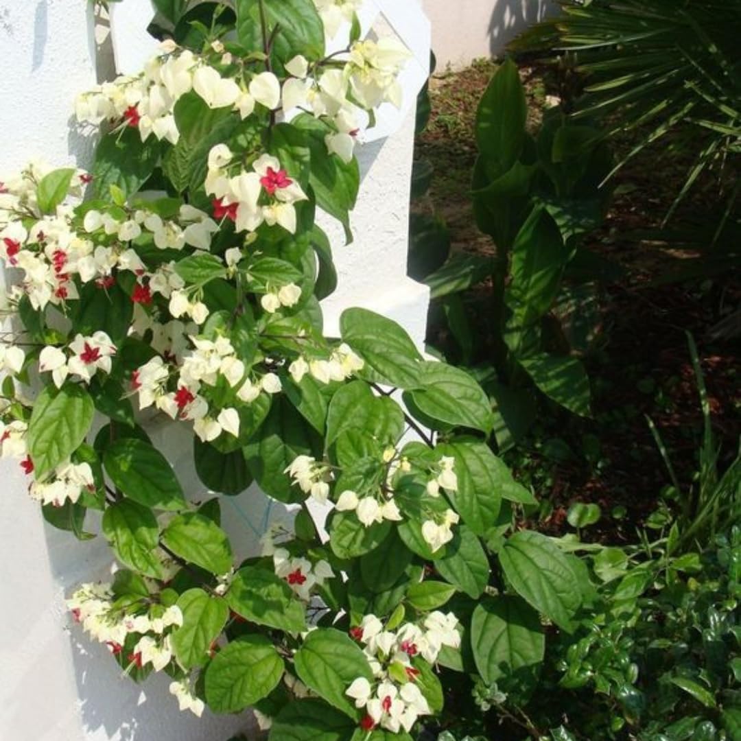 2 Count Clerodendrum Bleeding Heart Live Plant | Tropical Vine with White Blossoms |4 to 5 Inch Tall Starter Plant | Well Rooted