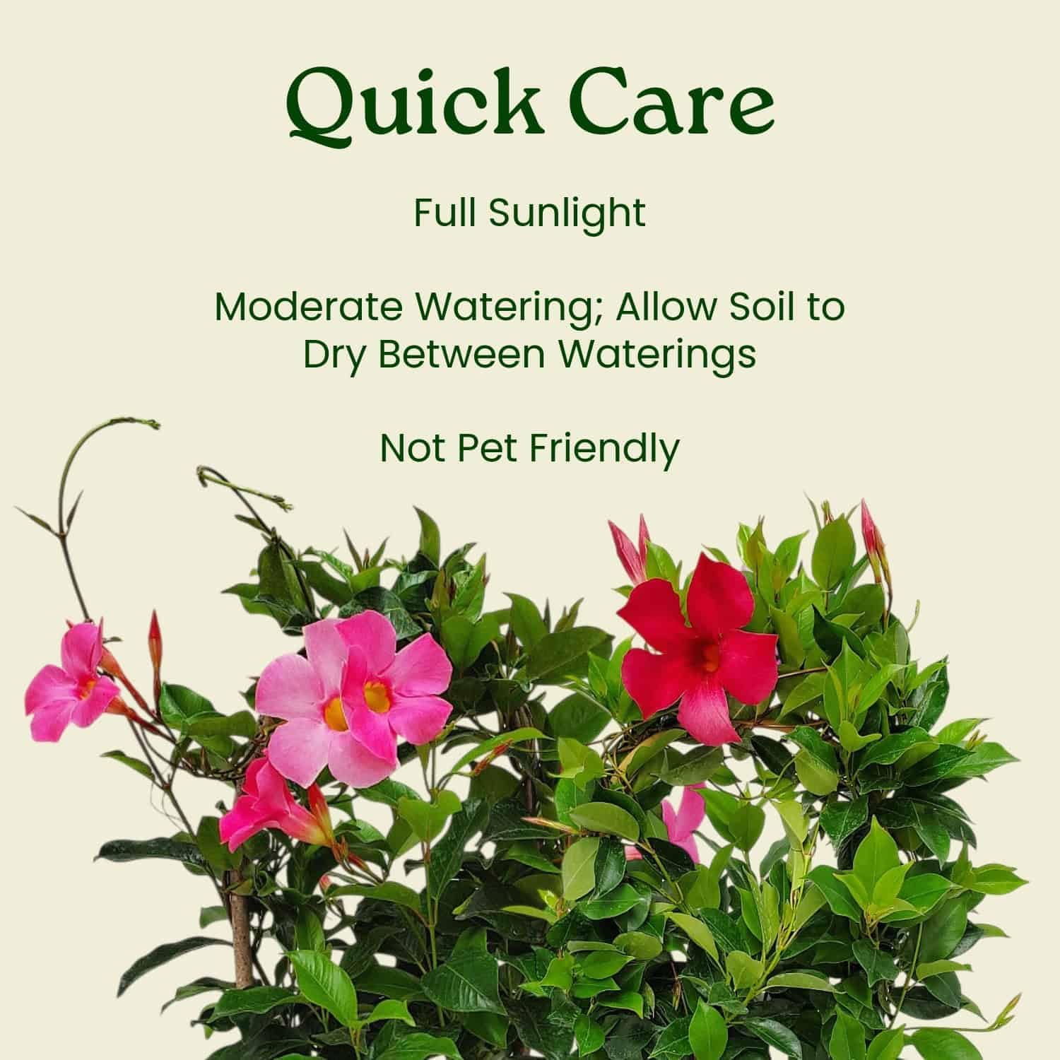 Pretty Red Live Dipladenia Plant - Live Flowering Plant - Trellis - 18" Hoop, 18" to 20" Overall Height - 1 Gallon Planter - Tropical Plants of Florida (Plant Only)