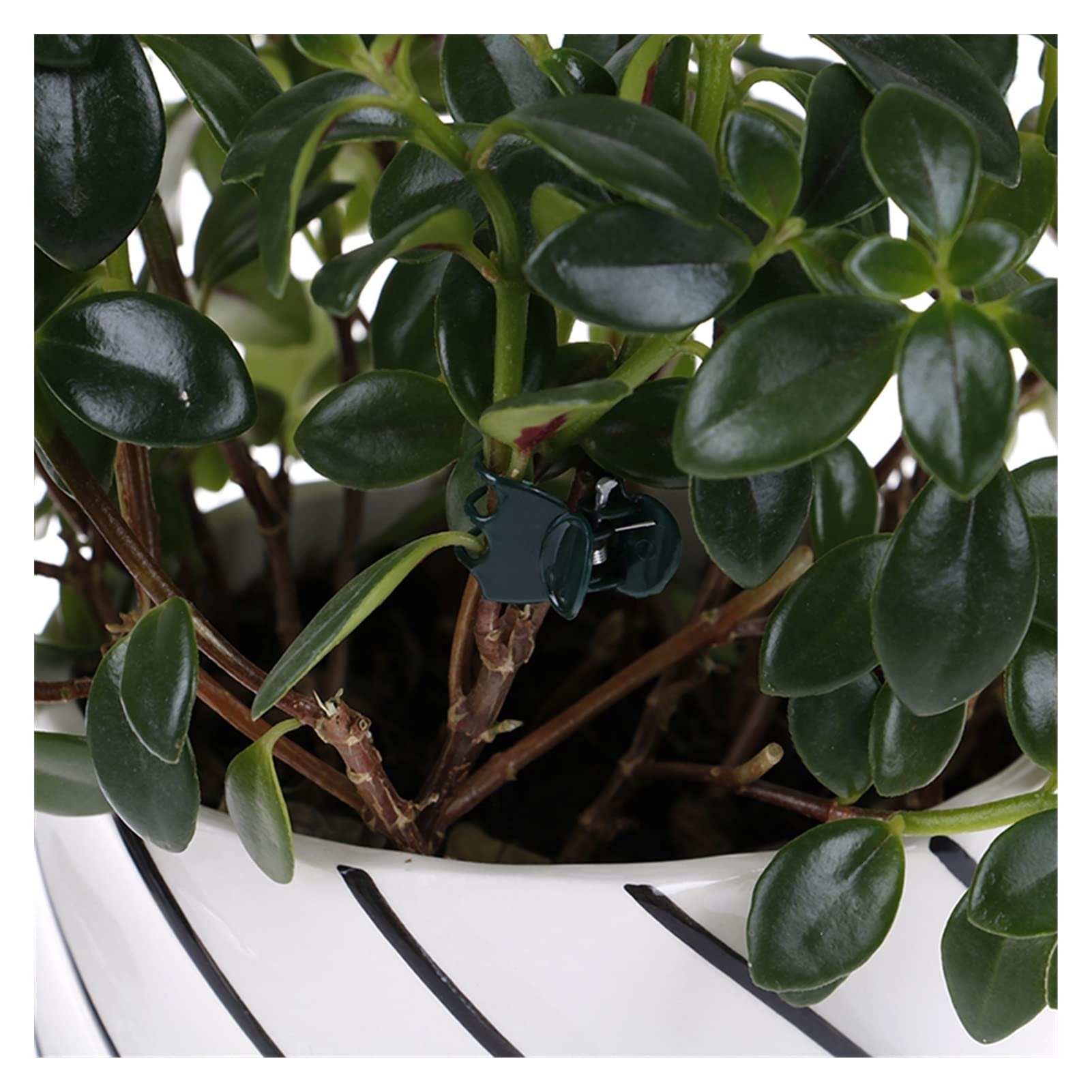 Attaches pour Plantes grimpantes, Clips de Fixation Vigne, 100 pièces, Support Plante Verte, Fleur Jardin, Tige d'orchidée(Beige)