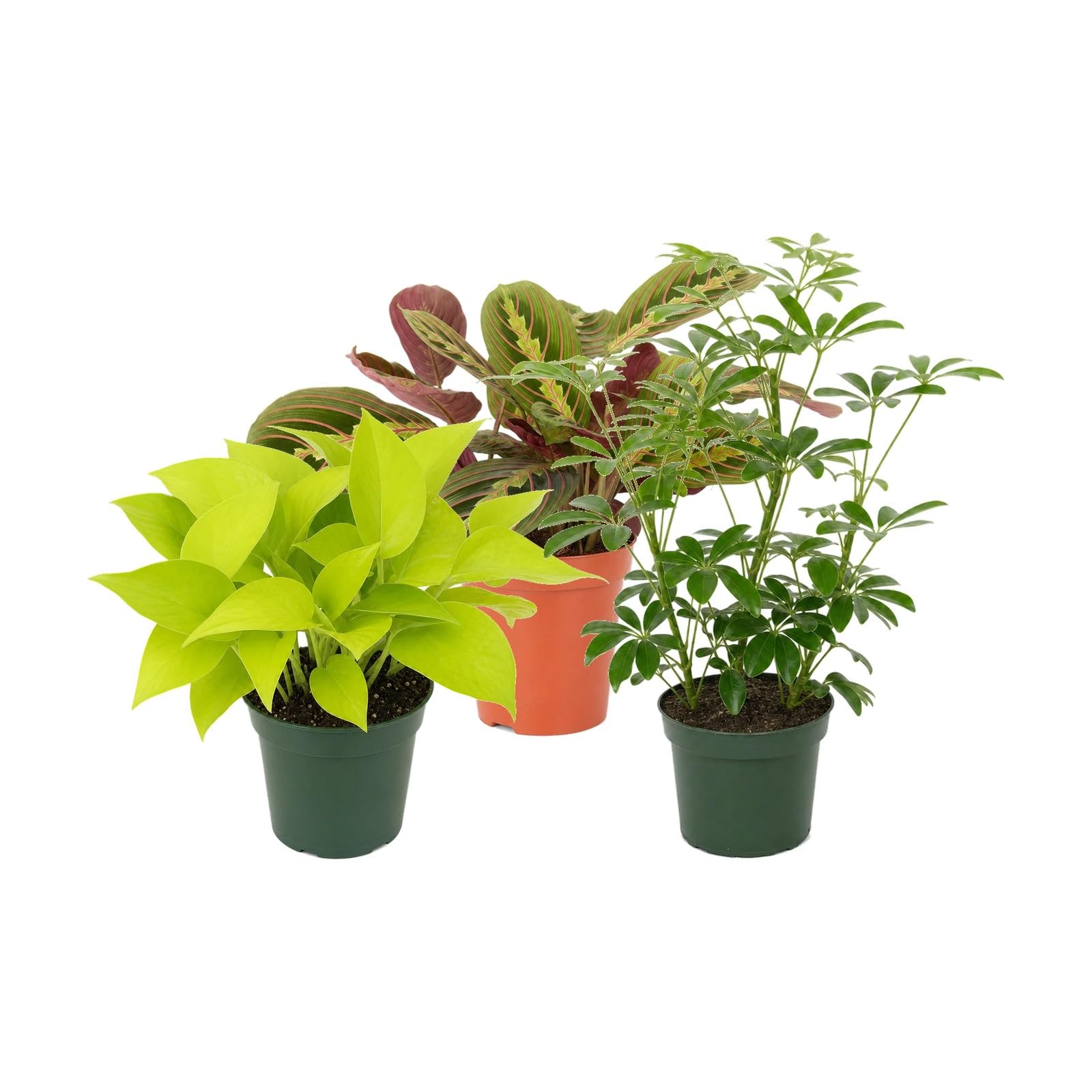 Pack 3 Plantas DECOALIVE: Poto Amarillo, Maranta Tricolor y Cheflera Verde