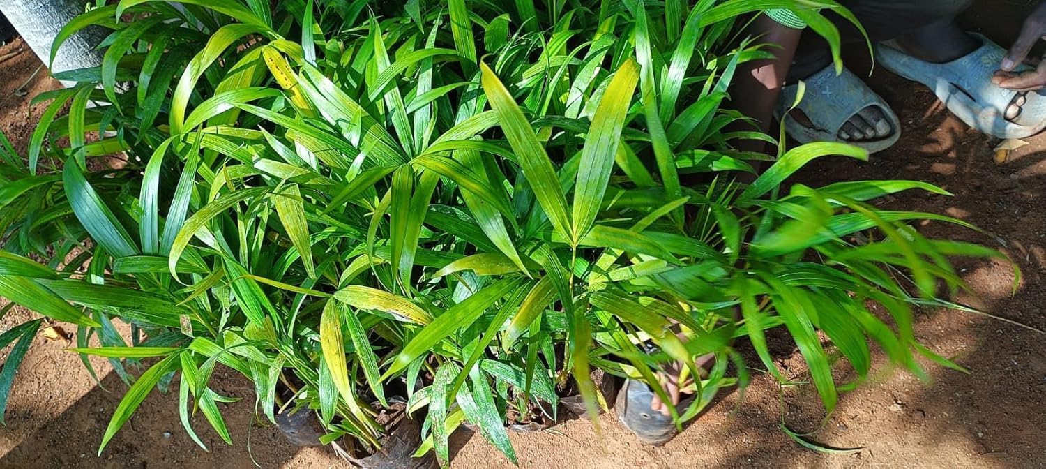 Areca Palm Live Plant - Air Purifier & Decor -3 Areca Palm Live Plant - Air Purifier & Decor -3