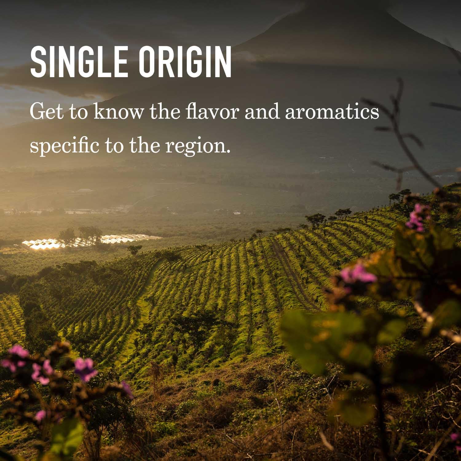 Peet's Brazil Single Origin Medium Roast Ground Coffee - 18oz