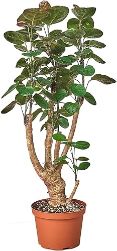 Aralia Fabian Stump Polyscias Scutellaria - Planta viva para interior  Diferentes plantas de interior en maceta de 4 y 6 pulgadas  Planta de casa