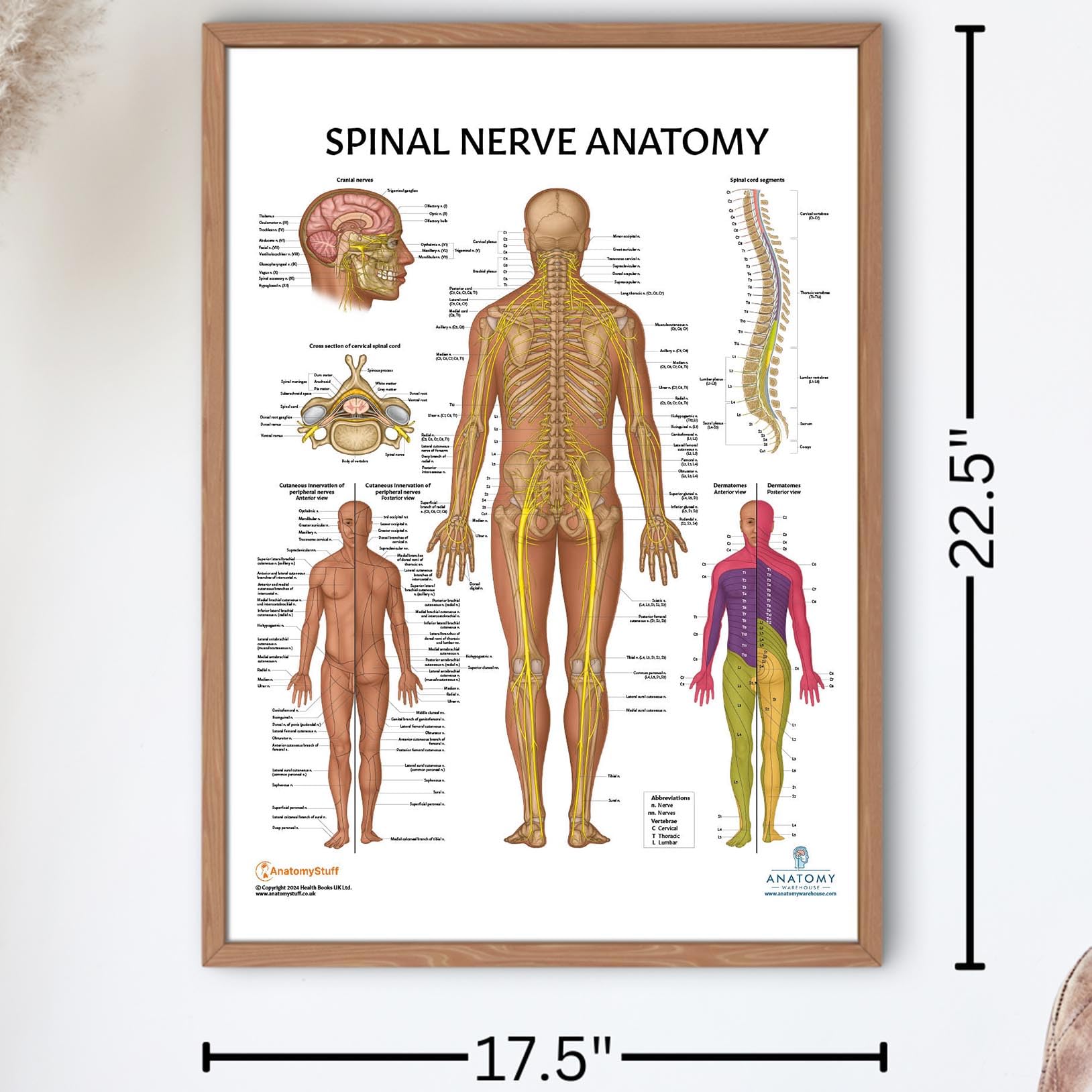 Anatomy Lab Human Spinal Nerves Poster, LAMINATED, Anatomy and Physiology Spinal Nerves Poster, 17.3 x 22.5 Inches, Spinal Nerves Anatomy Poster