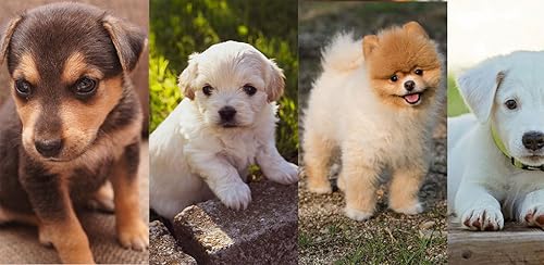 Cute puppies wallpaper hd