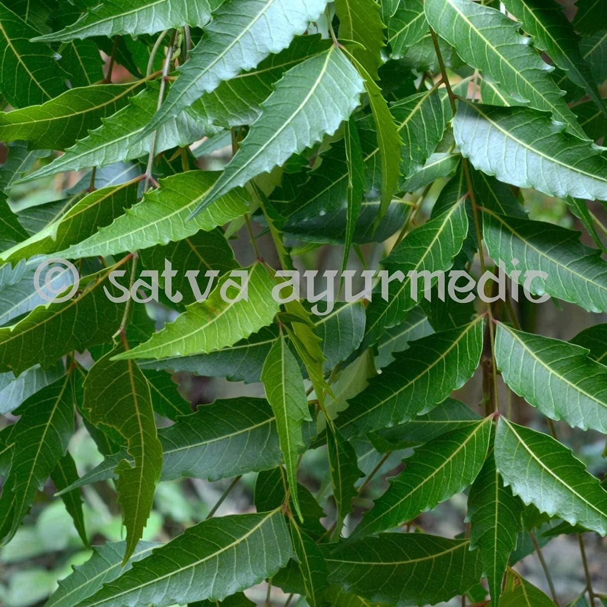 Astha SATVA Neem Powder - 100% Azadirachta Indica Leaves-(100 gm)