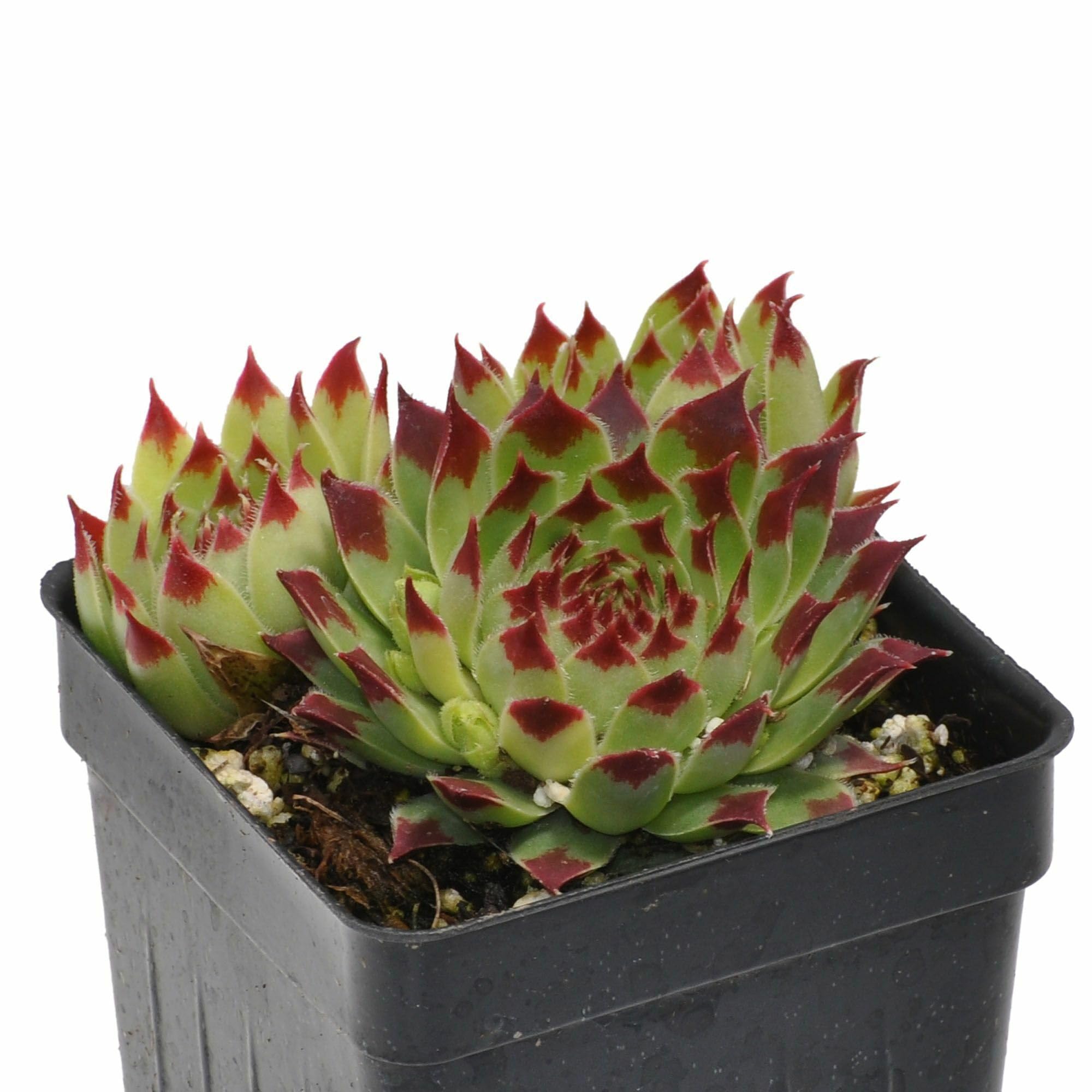Sempervivum calcareum Sir William Lawrence