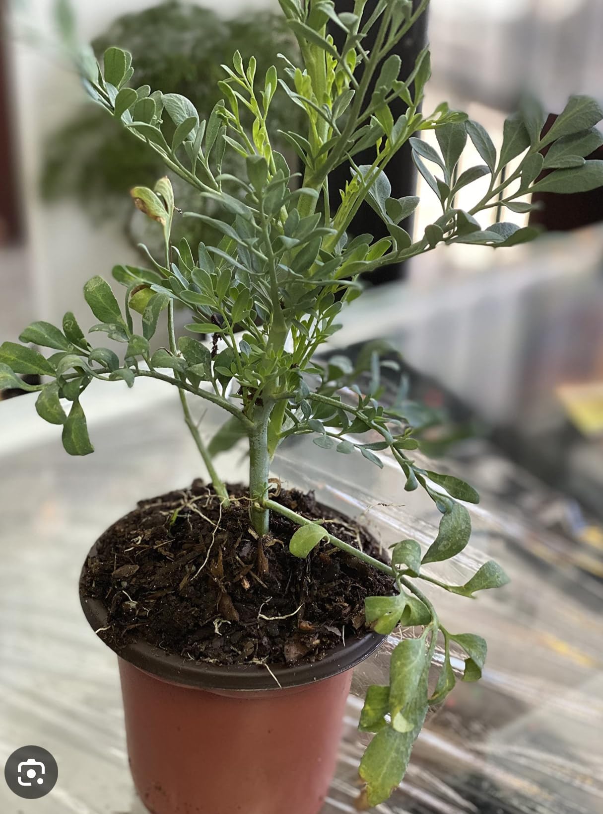 Ruda Plant - Common Rue (Ruta graveolens) Herb of Grace - Ship in 3" Pot