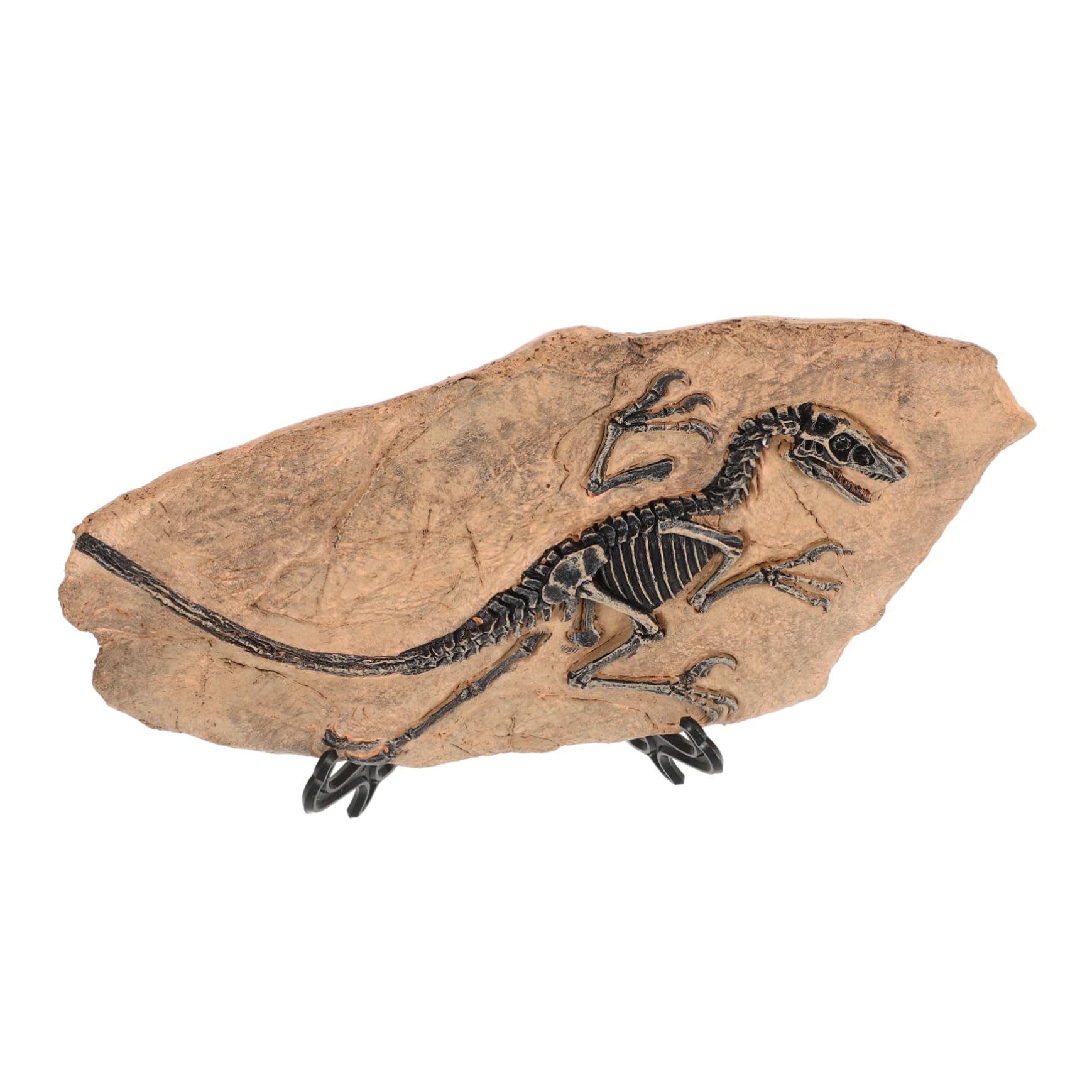 1set Decorazioni Fossili Di Dinosauro Da Tavolo Per Educazione e Arredo Oggetto Unico Per Conversazioni Interessanti e Compleanni Esempio Didattico Di Vita Preistorica Ornamento