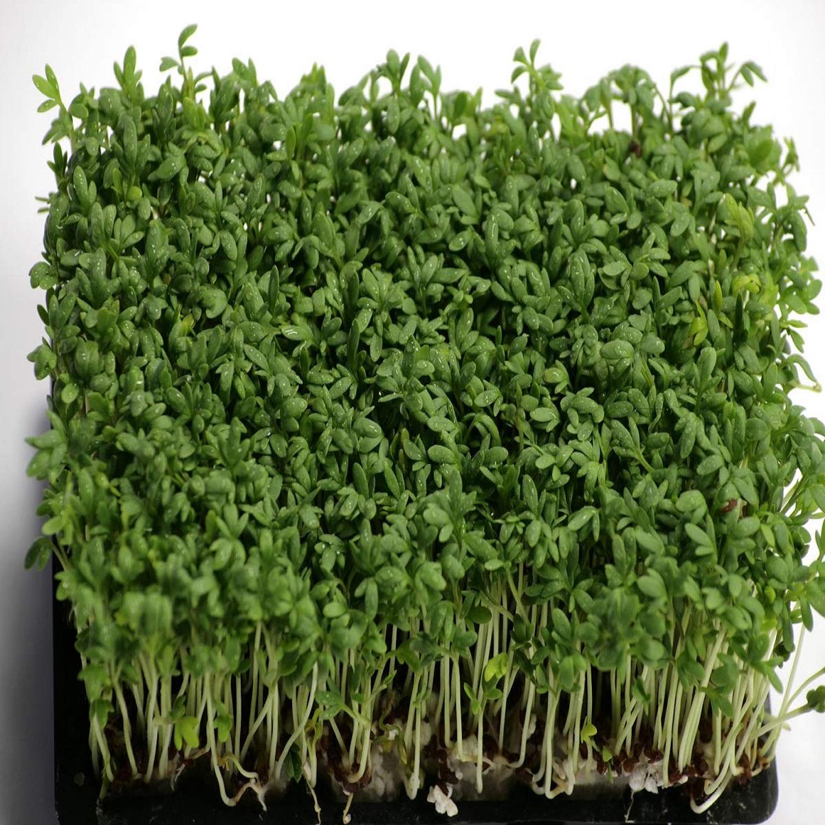 100 Packets Cress Wholesale Sachet Certified Seeds Amazing Value Bulk Wholesale Mix Clubs Schools (100 Packets)