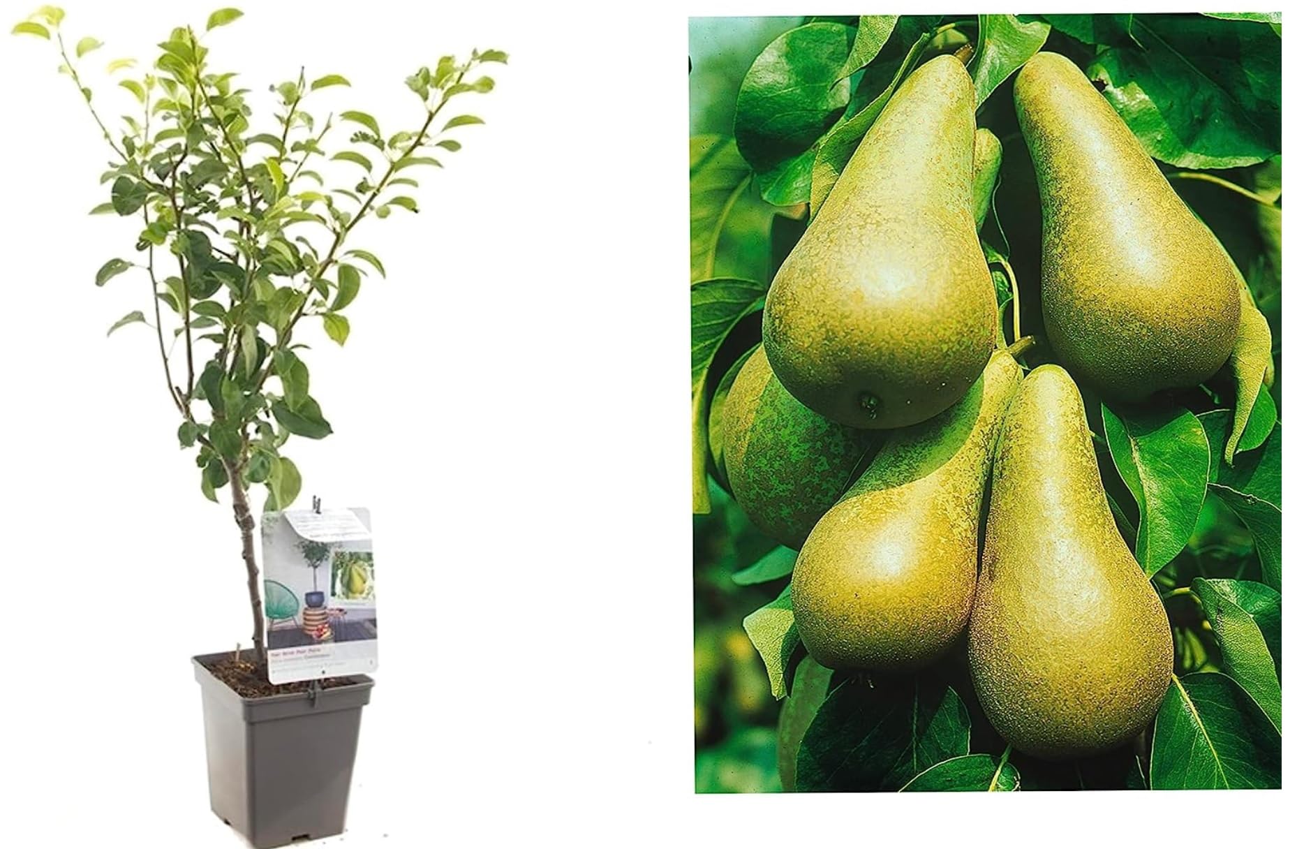 Conference Pear Tree - Pyrus Potted Tree 4-5ft Tall in 18cm Pot - Self-Fertile pear varietiy - Winter Hardy Fruiting Tree