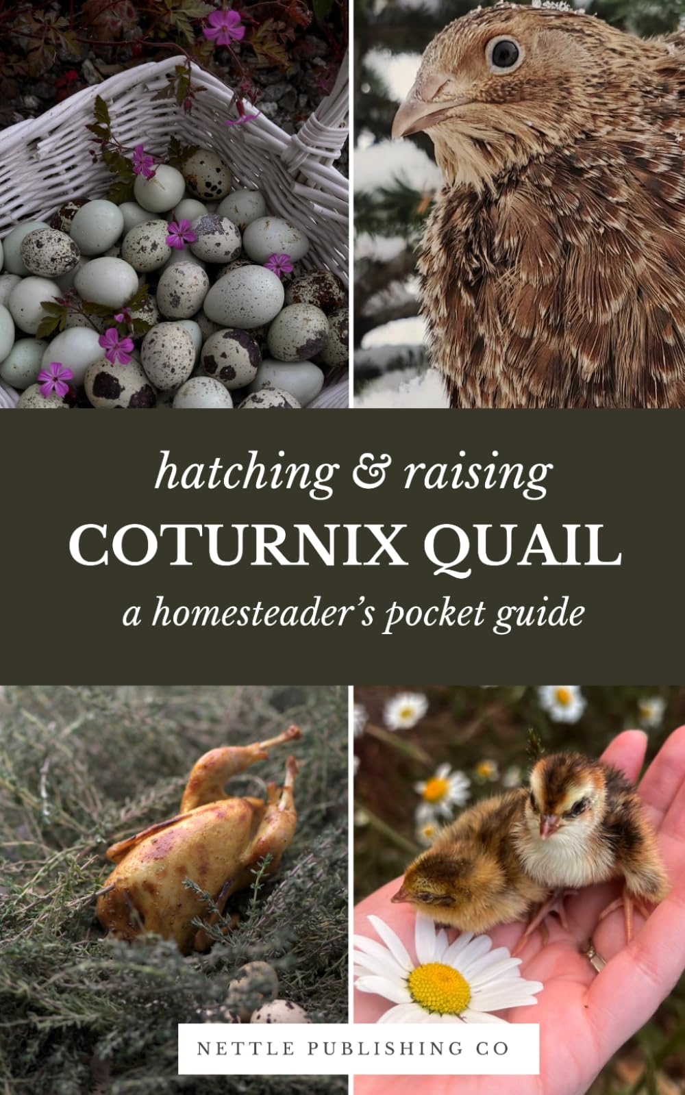Hatching & Raising Quail | A Homesteader’s Guide: A Detailed Guide to Incubating, Hatching, and Raising Healthy Corturnix Quail for Homesteaders and ... (Hatching & Raising For Homesteader's Series)