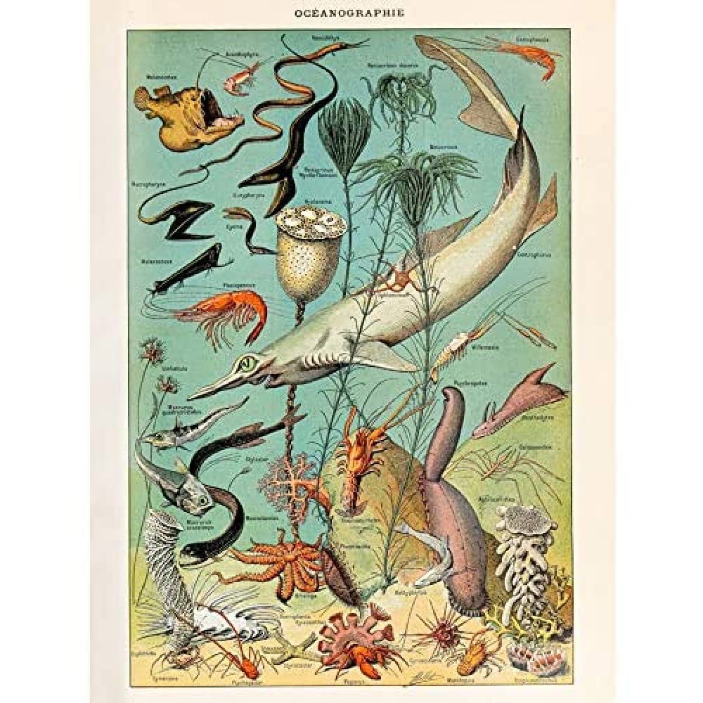 Artery8 Millot Encyclopedia Page Ocean Fish Shark Art Print Canvas Premium Wall Decor Poster Mural