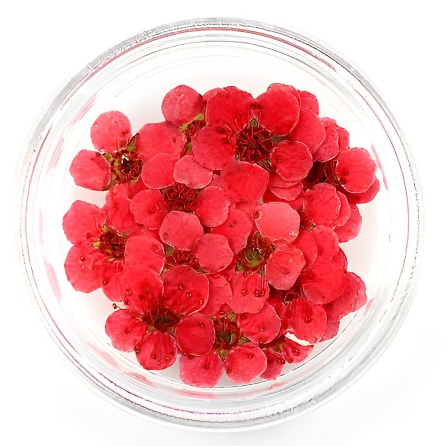 Natural Real Dried & Pressed Pearl Plum Flowers for Art Craft - Multicolor for Soap, Candle, Scrapbooking, DIY, Resin Jewelry, Pendant - Pearl Plum Flowers [Luxury Red - 20 pcs Box]-image-9