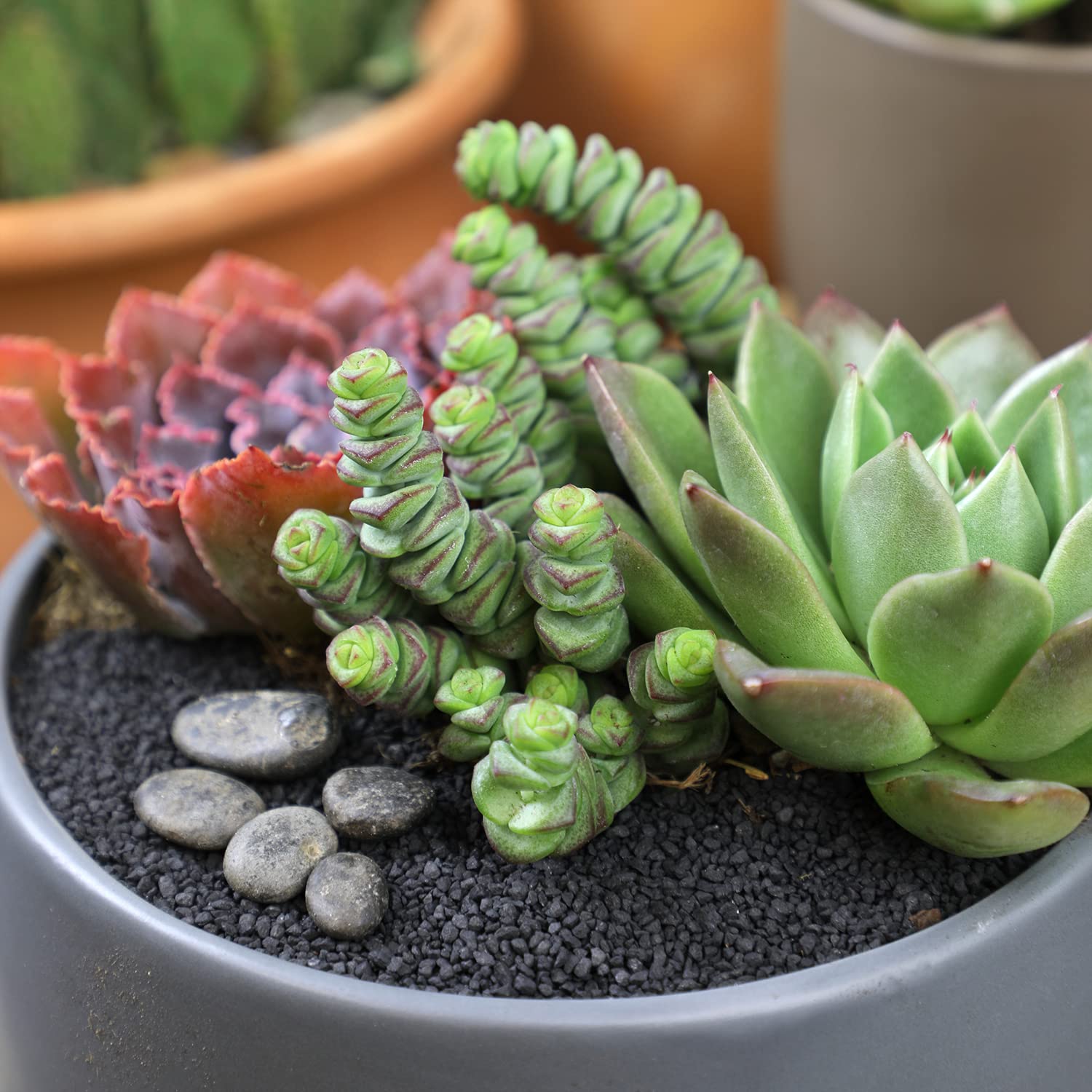 Amazon.com : Altman Plants 3.5" Crassula Baby Necklace, Succulent Plants  Live Succulents Plants Live Indoor Plants Live Houseplants Live Indoor  House Plants Indoors Live Plants Outdoor Plants Live Succulent Plants :  Patio,