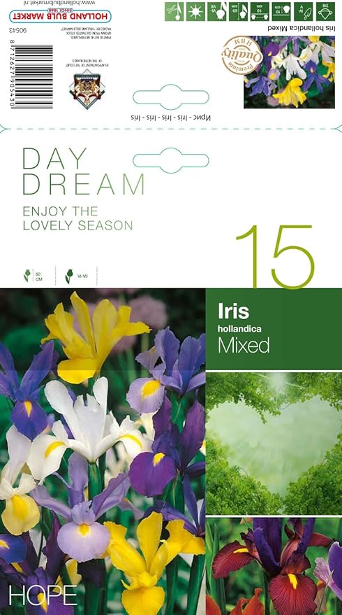 AGRONOM HOLLÄNDISCHE SCHWERTLILIE Mehrjährige Blumenzwiebeln