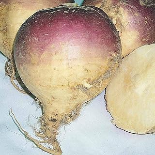 Swede 'Magres' Seeds Hardy Annual Vegetable Garden Plants Easy to Grow Your Own Swede 'Magres' 1 Packet of 1000 Seeds by Thompson and Morgan
