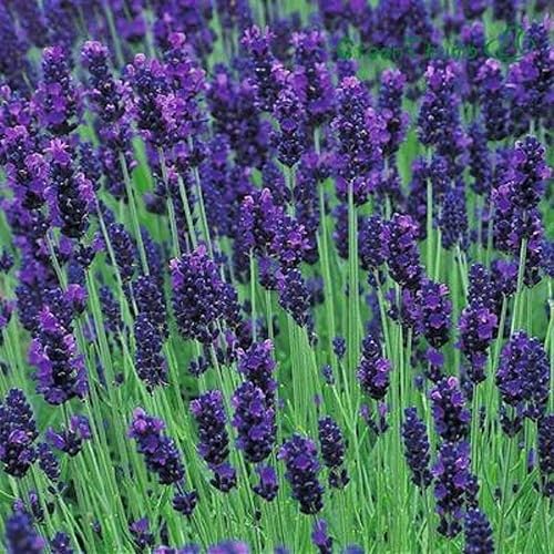 Semillas de hierbas de lavanda inglesa - Sin OMG