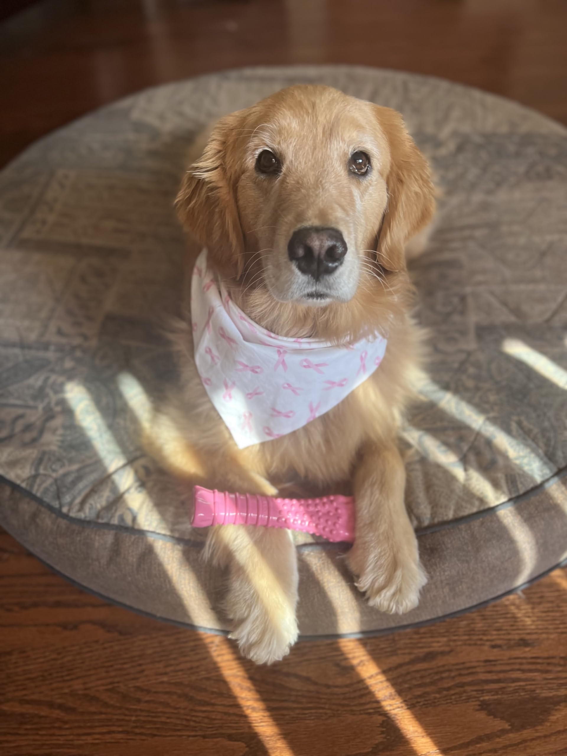 Nylabone Power Chew Breast Cancer Awareness Femur Bone Chew Toy for Dogs, Indestructible Dog Toys for Aggressive Chewers, Chicken Flavor, X-Large/Souper (1 Count)