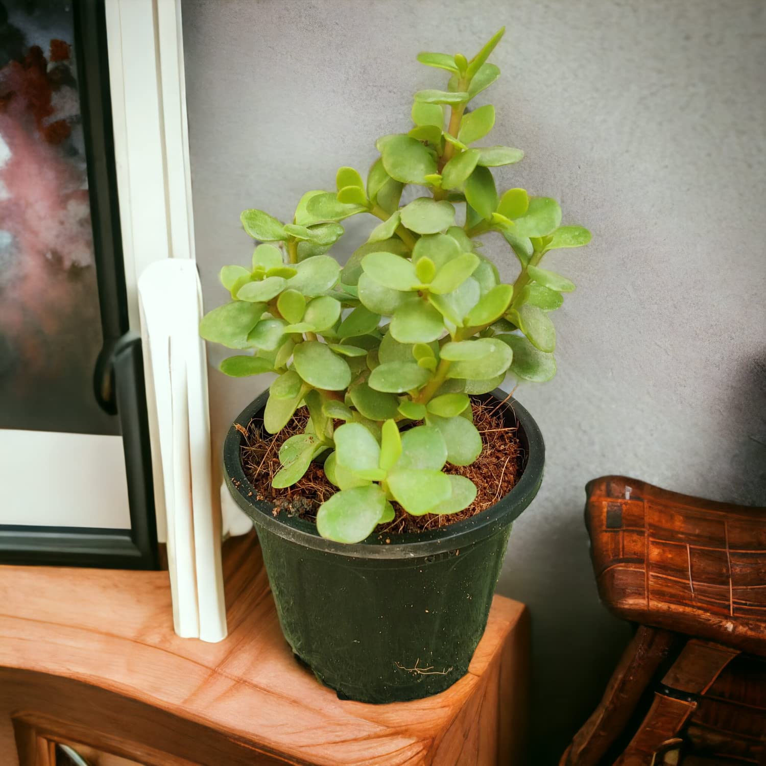 Bhajanlal Greenery Live Jade Plant Crassula Ovata Category | Money Tree | Good Luck Plant | Pot : 4 Inches | Indoor Plants for Living Room | (B0BVWJKRGF) Amazon Price History, Amazon Price Tracker