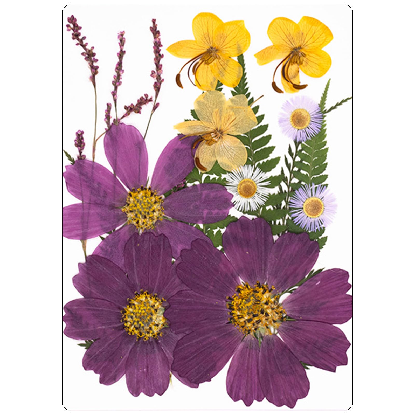 Carotoe C Arotoe 18Pieces Dried Flower Art Supplies For Ards Reative And Permanent Plant Displays Reative Flower Projects