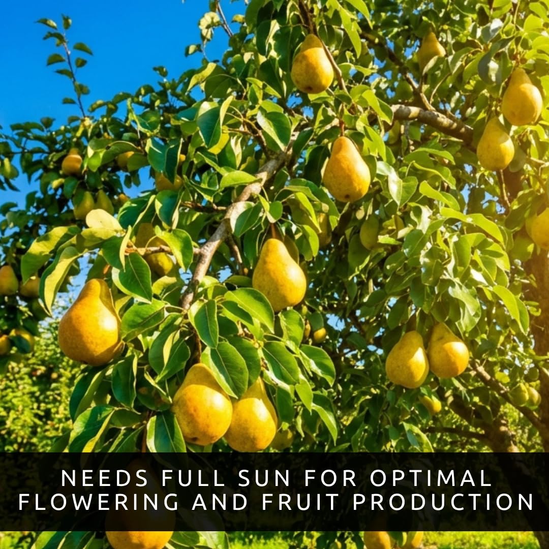 Amazon.com : Pear Tree Seeds for Planting - 8 Non GMO Seeds Grow Fresh Pears  at Home Heirloom Fruit Tree Seeds Backyard Orchard Garden Starter Kit Easy  to Grow Edible Landscape Trees (