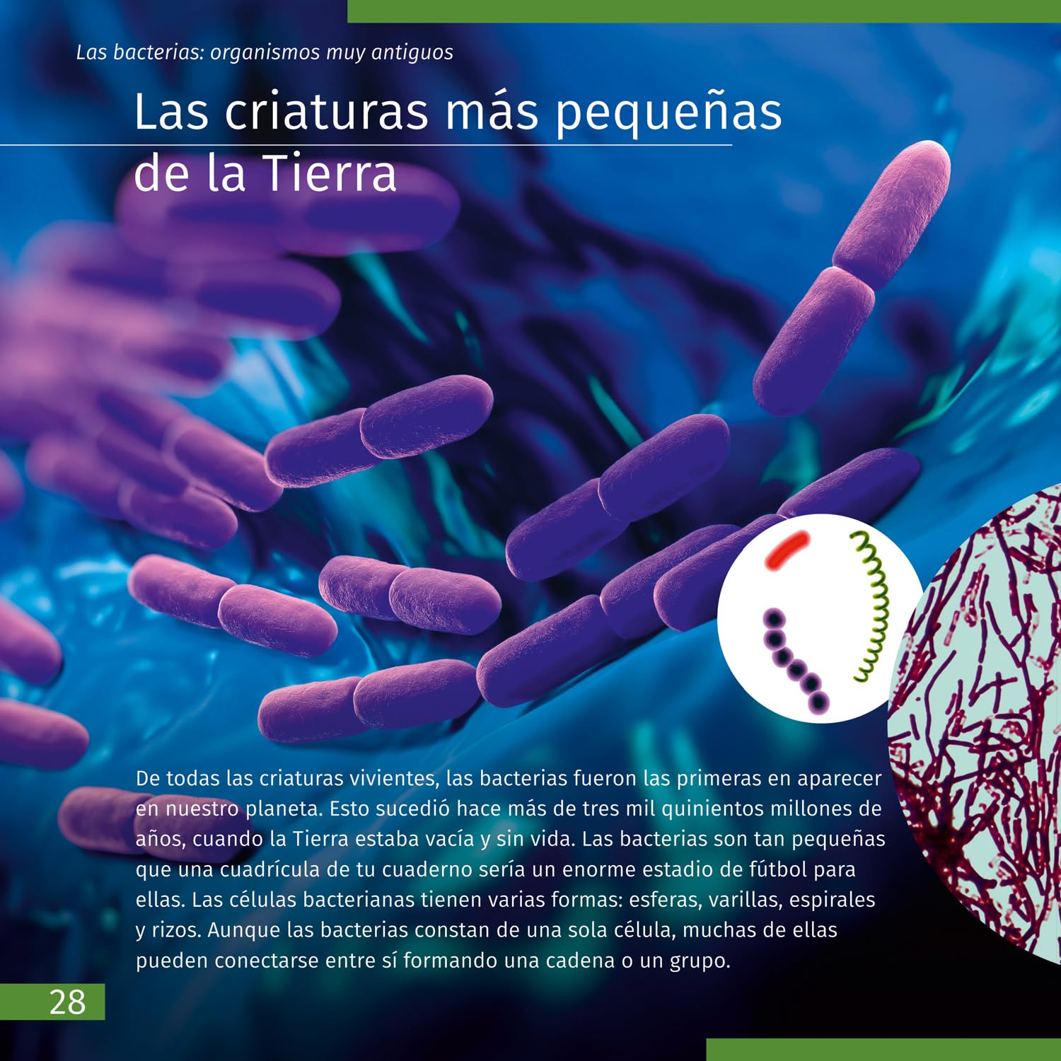 Mondo Invisibile. Libro Educativo Su Biologia, Microscopia e Mondo Microscopico per Bambini e Ragazzi di Elementari e Medie, Copertina Morbida (Edizione Spagnola)