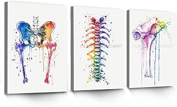 3Pcs Watercolor Anatomical Chiropractor Wall Art Watercolor Spine And Shoulder Joint Canvas Painting Prints For Home Dining Room Living Room Wall Decor Poster Artwork16" x 24" x 3 Panels Framed