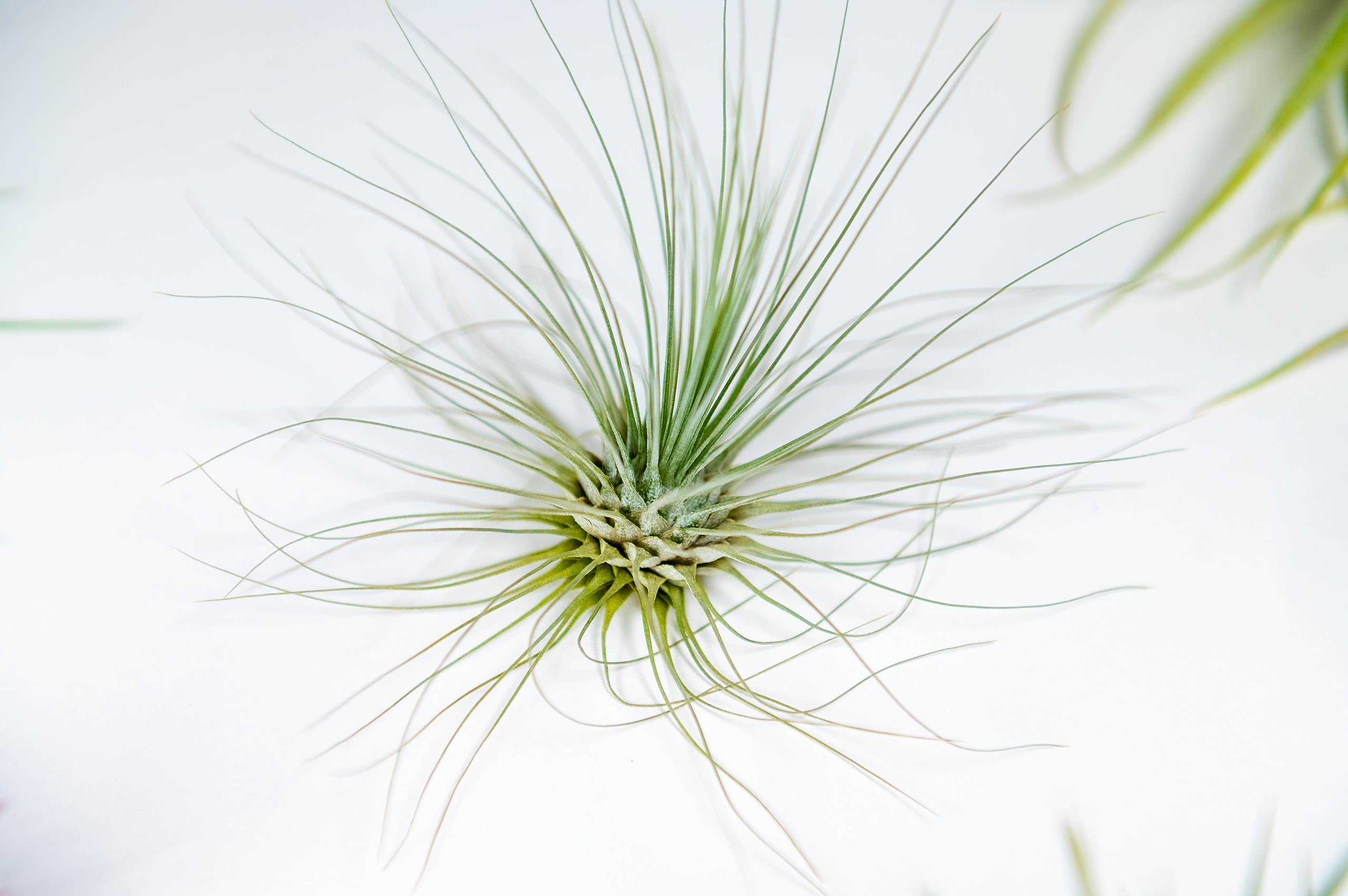 PACK Piante d'aria - Tillandsia Fuchsii Gracilis, T. Bulbosa, T. Capitata Peach - Piante da fiore naturali - Esterni ed interni (9)
