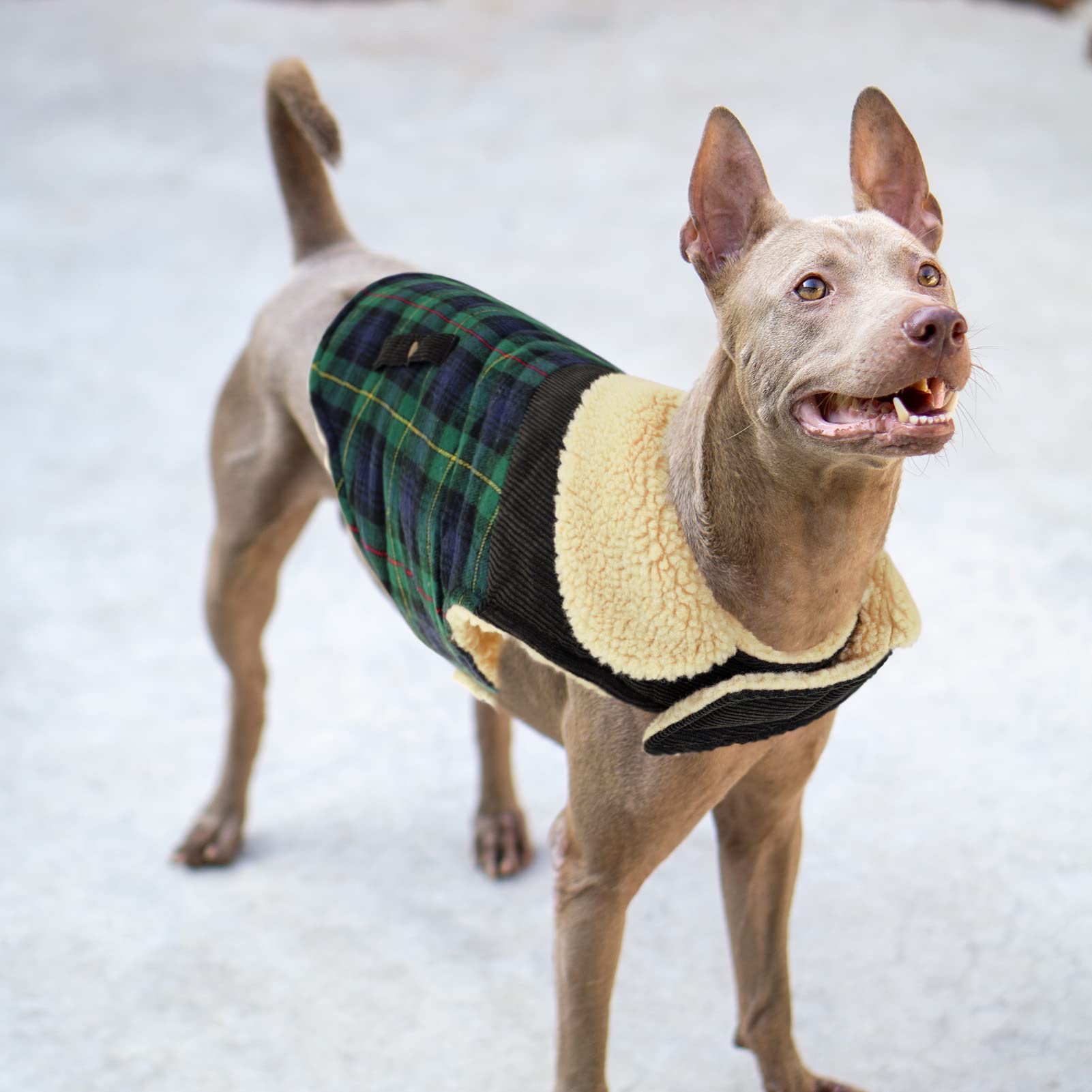 CITÉTOILE Caldo Cappotto Cane Plaid Classico, Cappotto per Cani Fodera in Pile, Giubbotto Caldo per Cani di Taglia Piccola/Media, Giacca Gilet Invernale per Cani con Foro per Imbracatura, Verde, M