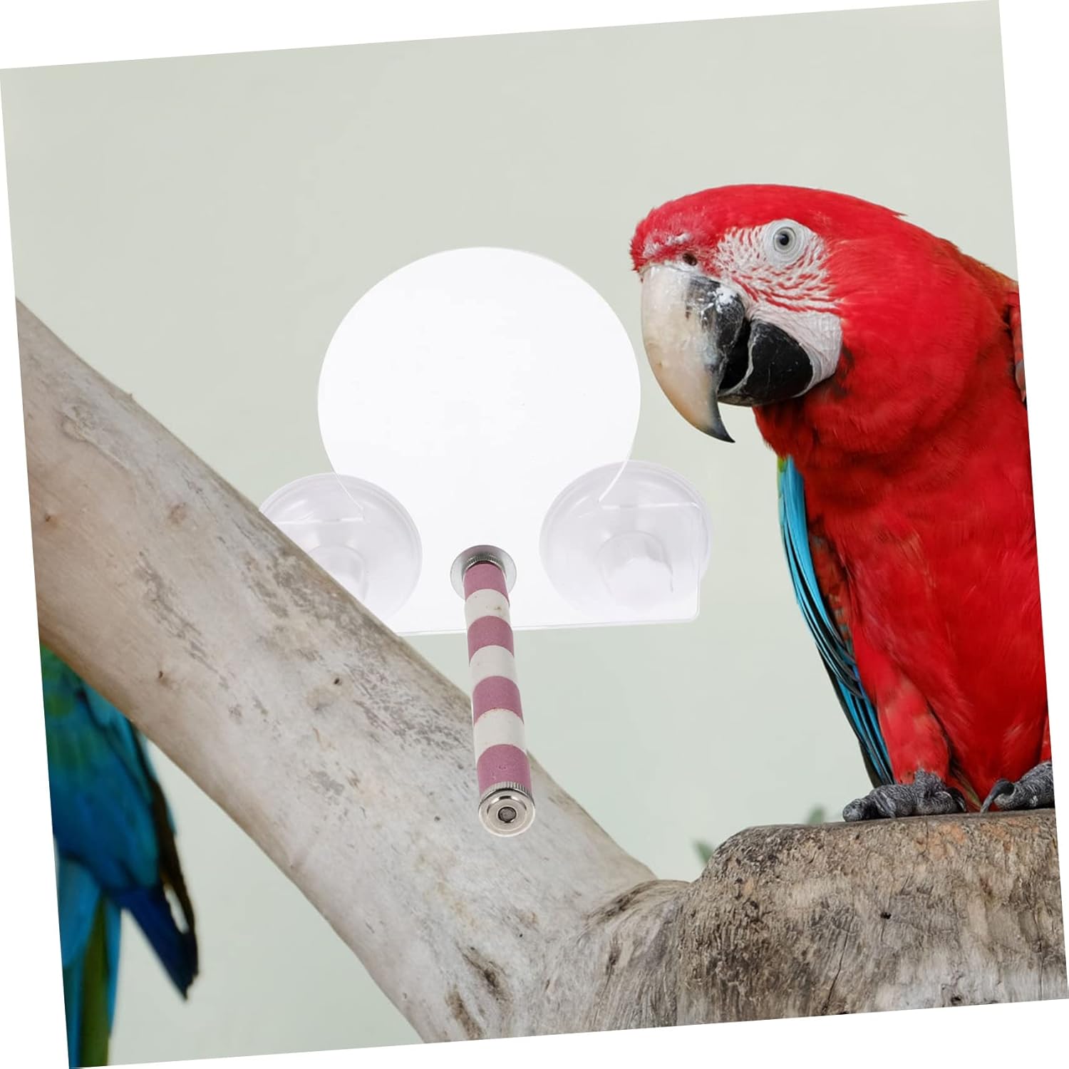 YARNOW 1set Parrot Training Bird Stand Rod Bird Plaything Cups for Cockatiels Conures and Parakeets Helps Develop Coordination and Balance Skills