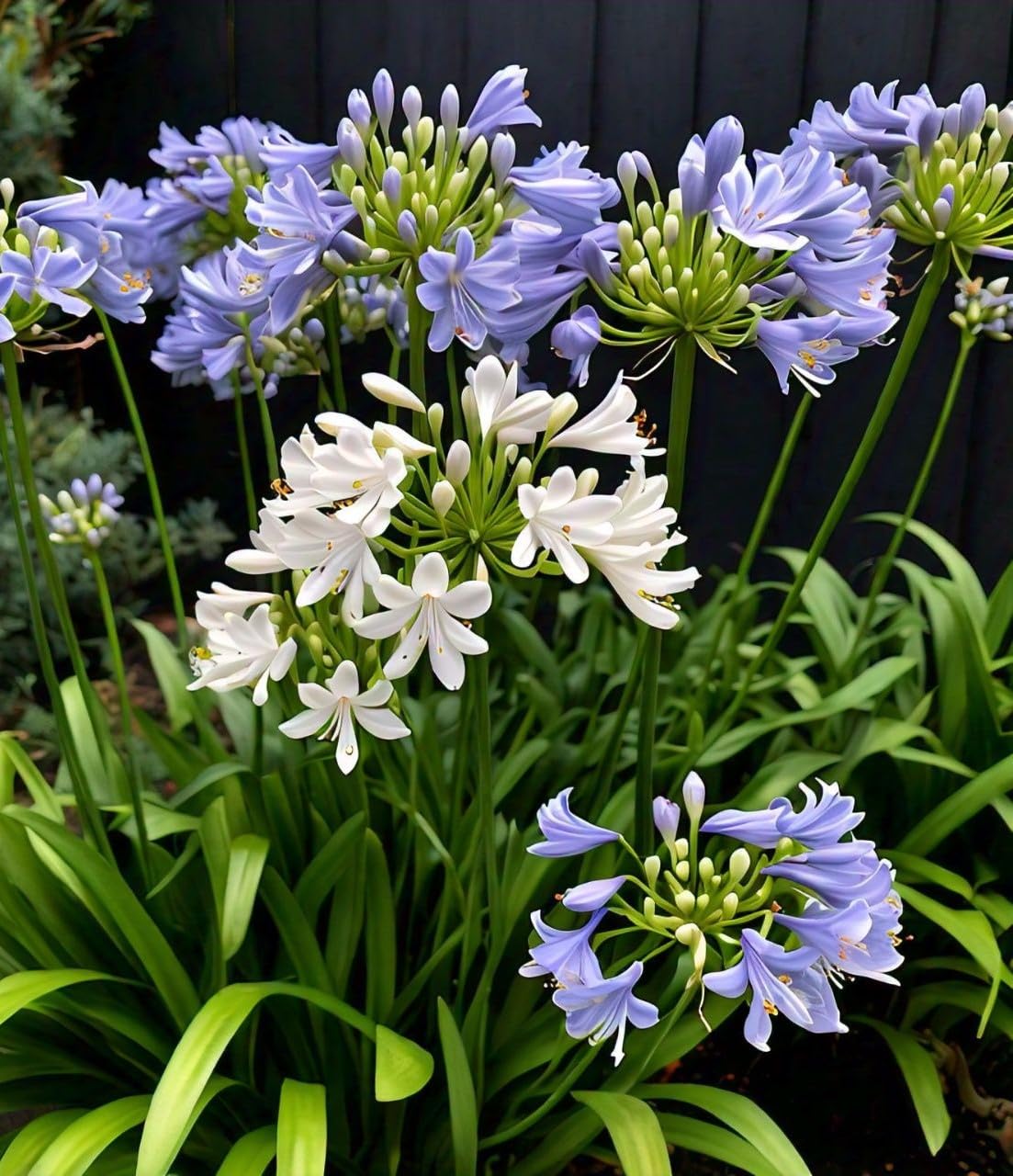 Gebdinsh Garden® Imported Agapanthus Flower Bulbs For Your Garden (Pack Of 2 Bulbs) (B0DB83PXSQ) Amazon Price History, Amazon Price Tracker