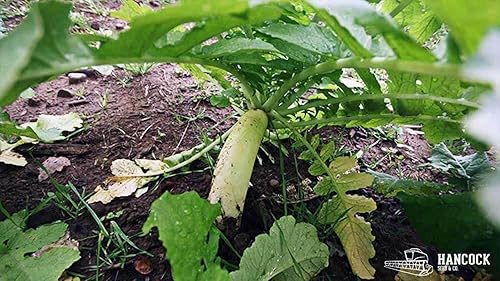 Vista 11 de Hancock Seed Co. Semillas de rábano Daikon, 50 libras.