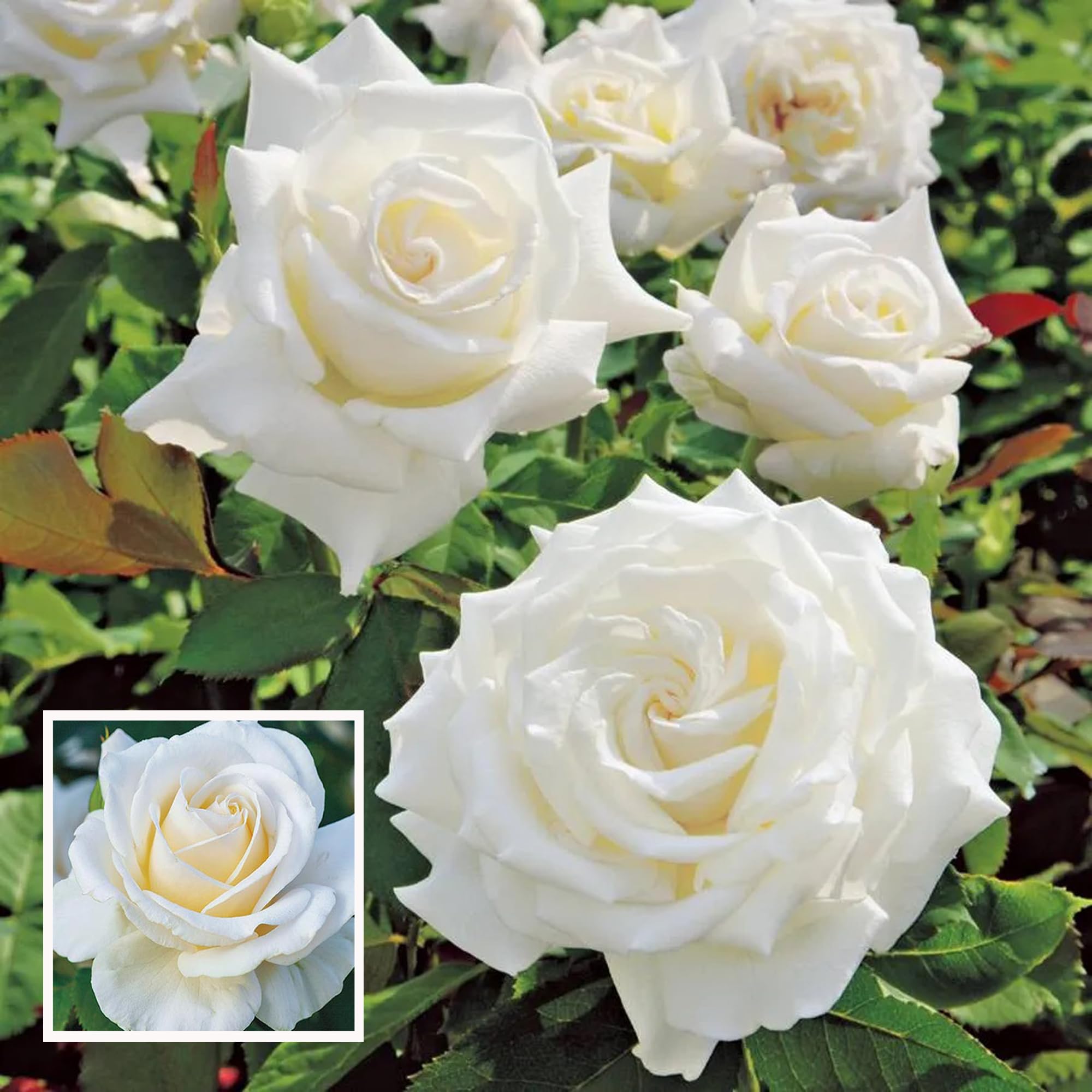 HAPING White Rose Fragrant Flower Live Plant (1-2 Feet Height) (B0CTTWNY7C) Amazon Price History, Amazon Price Tracker