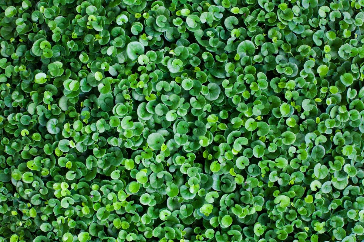 BERARDI | Dichondra repens 250 gr | Formula sementi speciale per prati da vivere