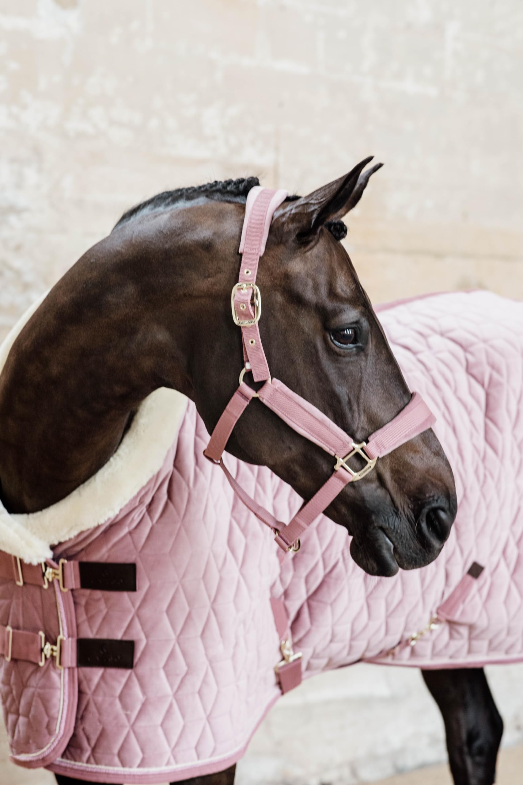 Kentucky Horsewear - Halfter - Samt - Altrosa - Cob