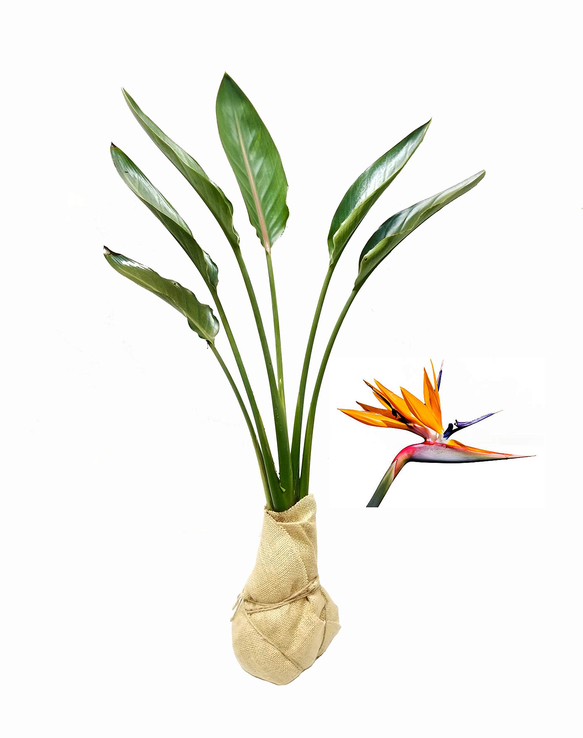 Florida Foliage Orange Bird of Paradise
