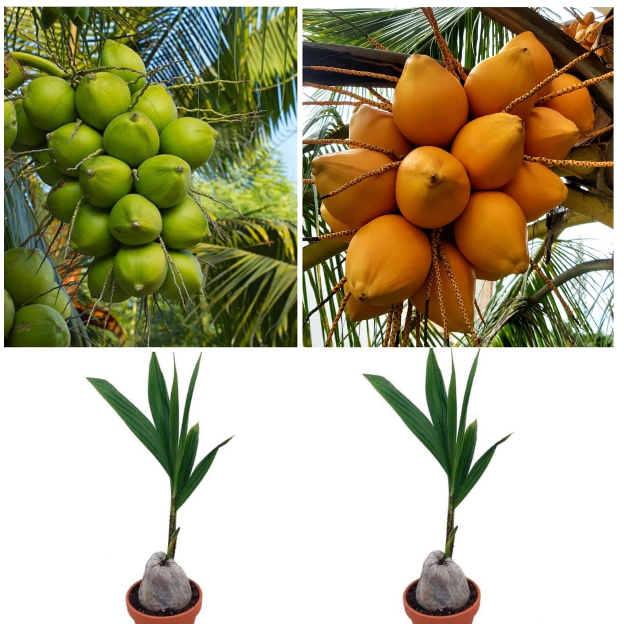 OIHOLO Yellow Malayan Live Plant Kerala Coconut Tree Plant and Coconut Tree Plant Dwarf Green Yellow plants fruits after 2-3 year COMBO PLANTS 2 (B0CWLLJFHS) Amazon Price History, Amazon Price Tracker