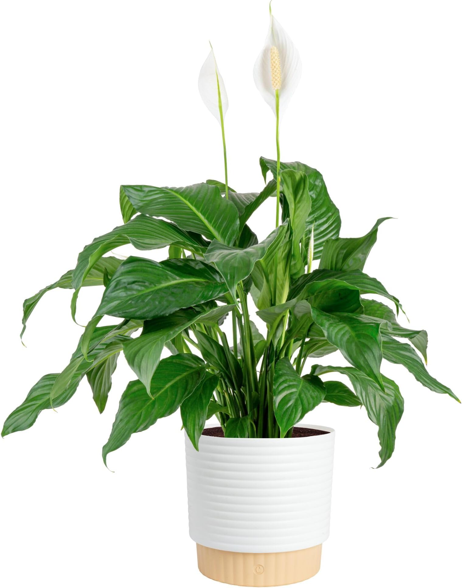 Peace Lily Live Plant in Decorative Pot, Large Air Purifying Flowering Indoor Houseplant, Perfect for Home, Room, or Office Decor, Great House Warming or Birthday Gift, 2-3 Feet Tall