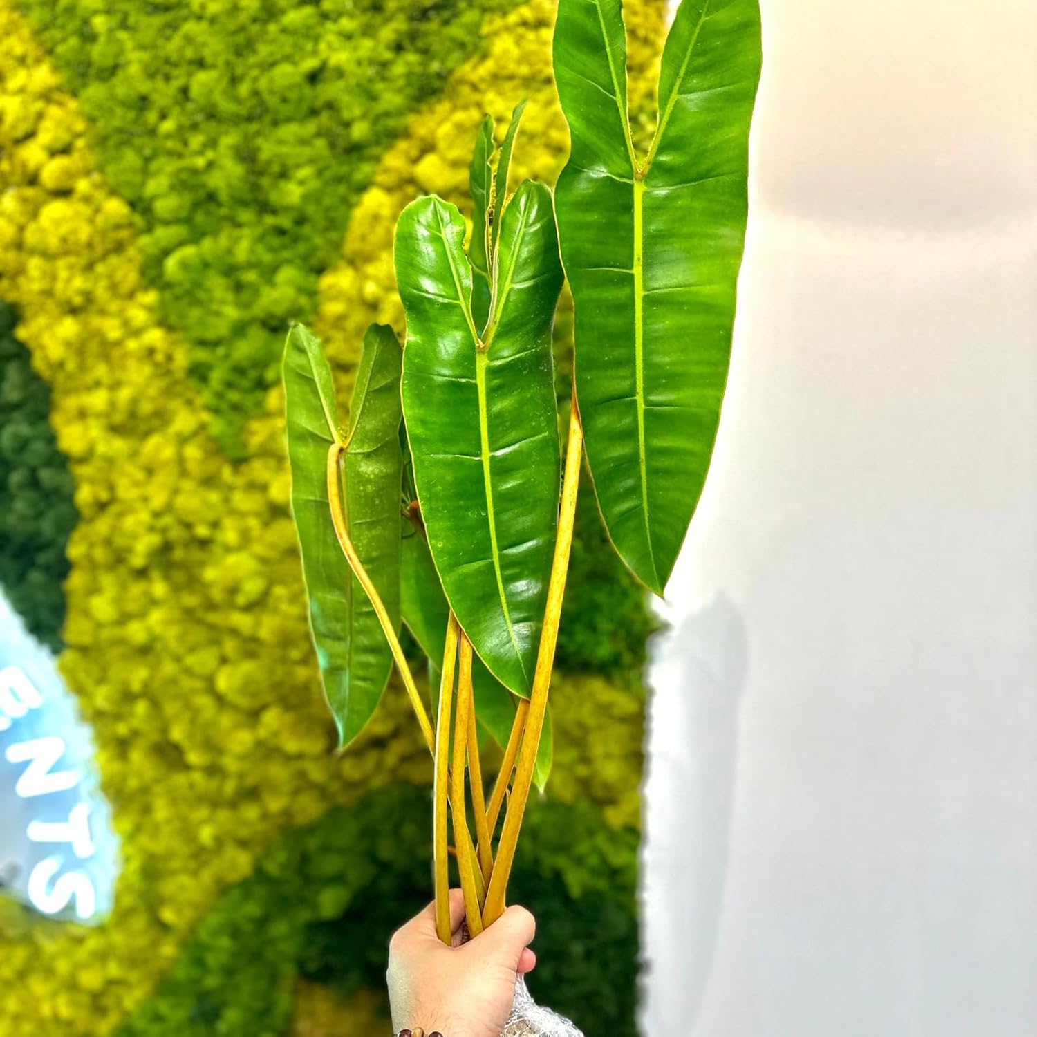 Philodendron Billietiae Extra Large | Philodendron Billietiae Starter Plant | Rooted Plants | Indoor Houseplants | Plant Gifts (Heat Pack Included)