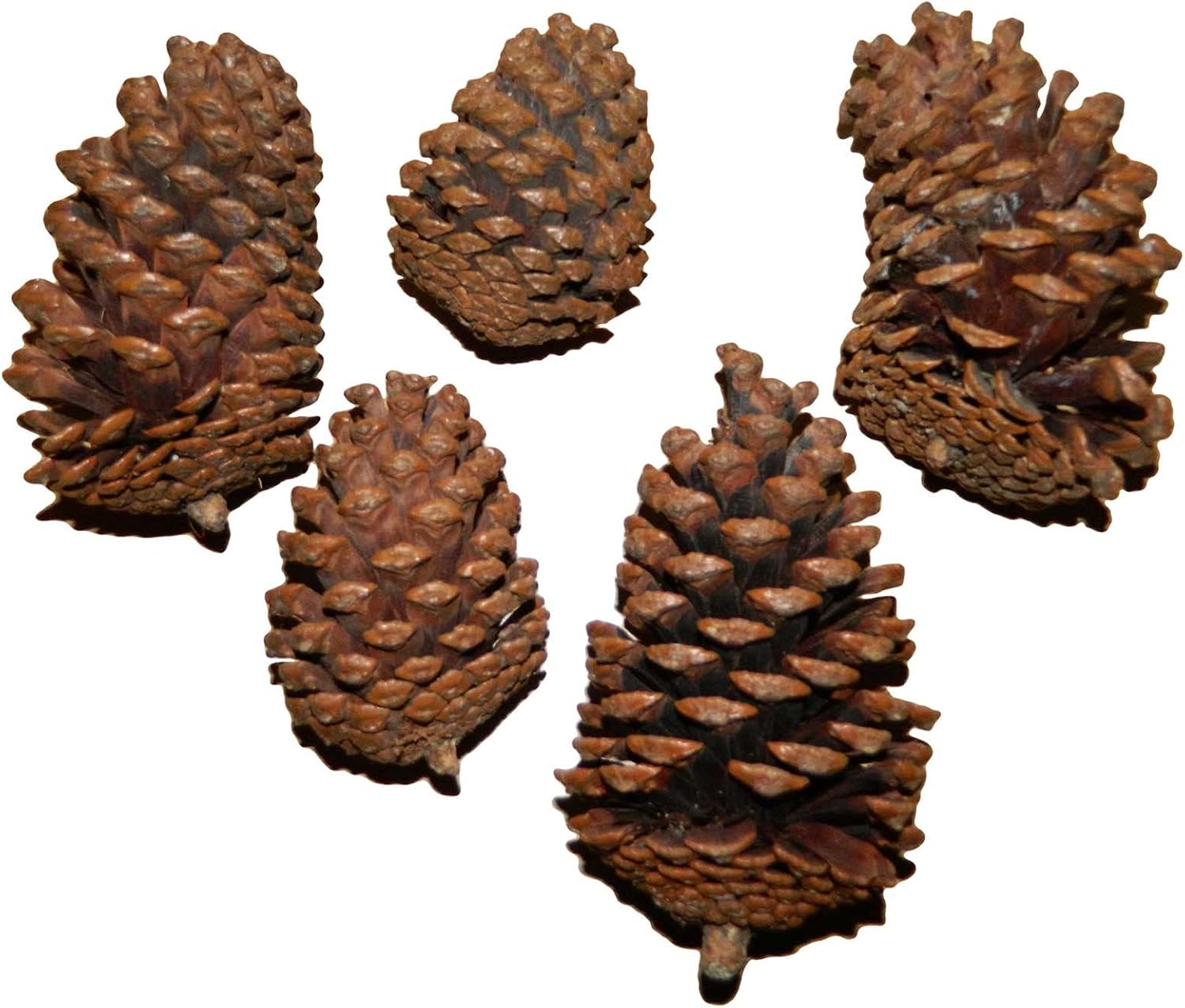 Giant pine cones, Wood, 15 x 9 cm - Image 4