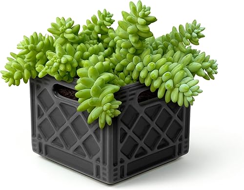 Miniatura 4 de Genuine Fred Fancy Plants - Caja de leche, maceta