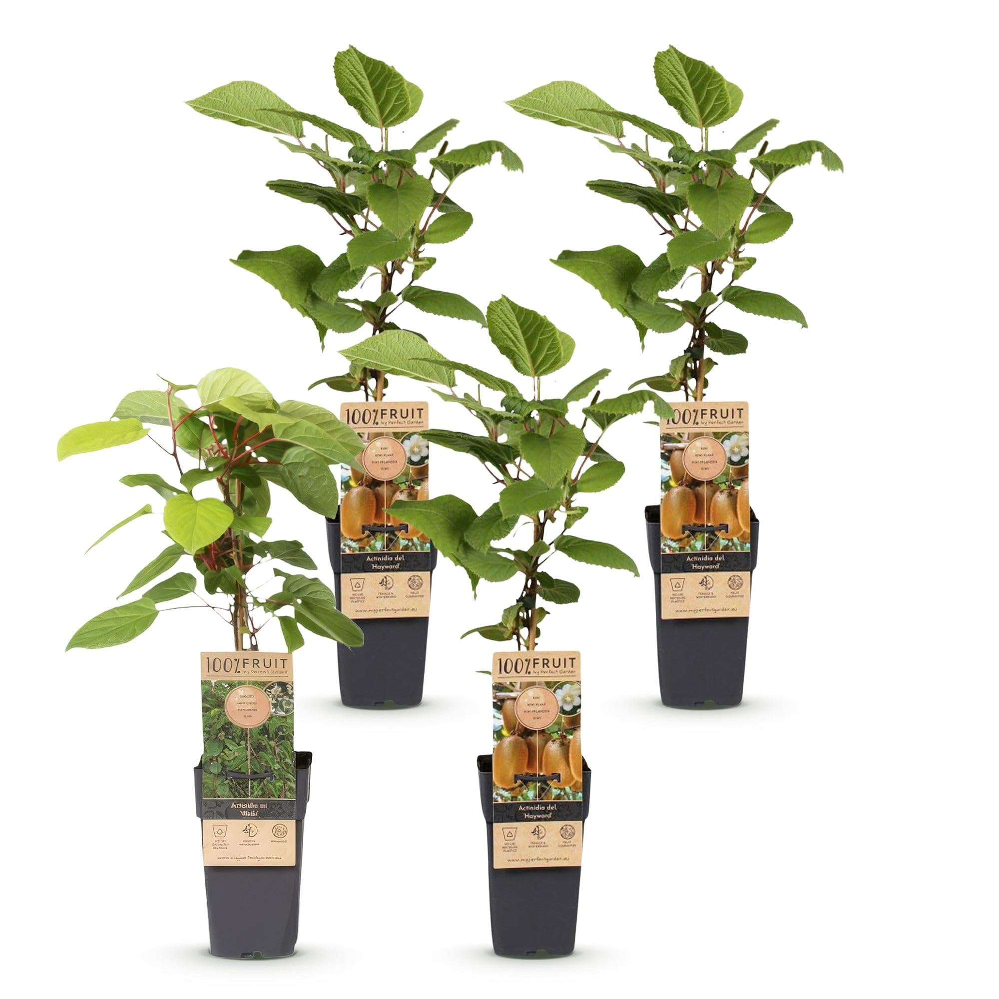 Green boutiQ - Plante fruitière - Actinidia Weiki & Hay ward - Kiwiplante - 1 Mâle - 3 Femelles - Plantes - Vert - Pot 15cm - Hauteur 50cm