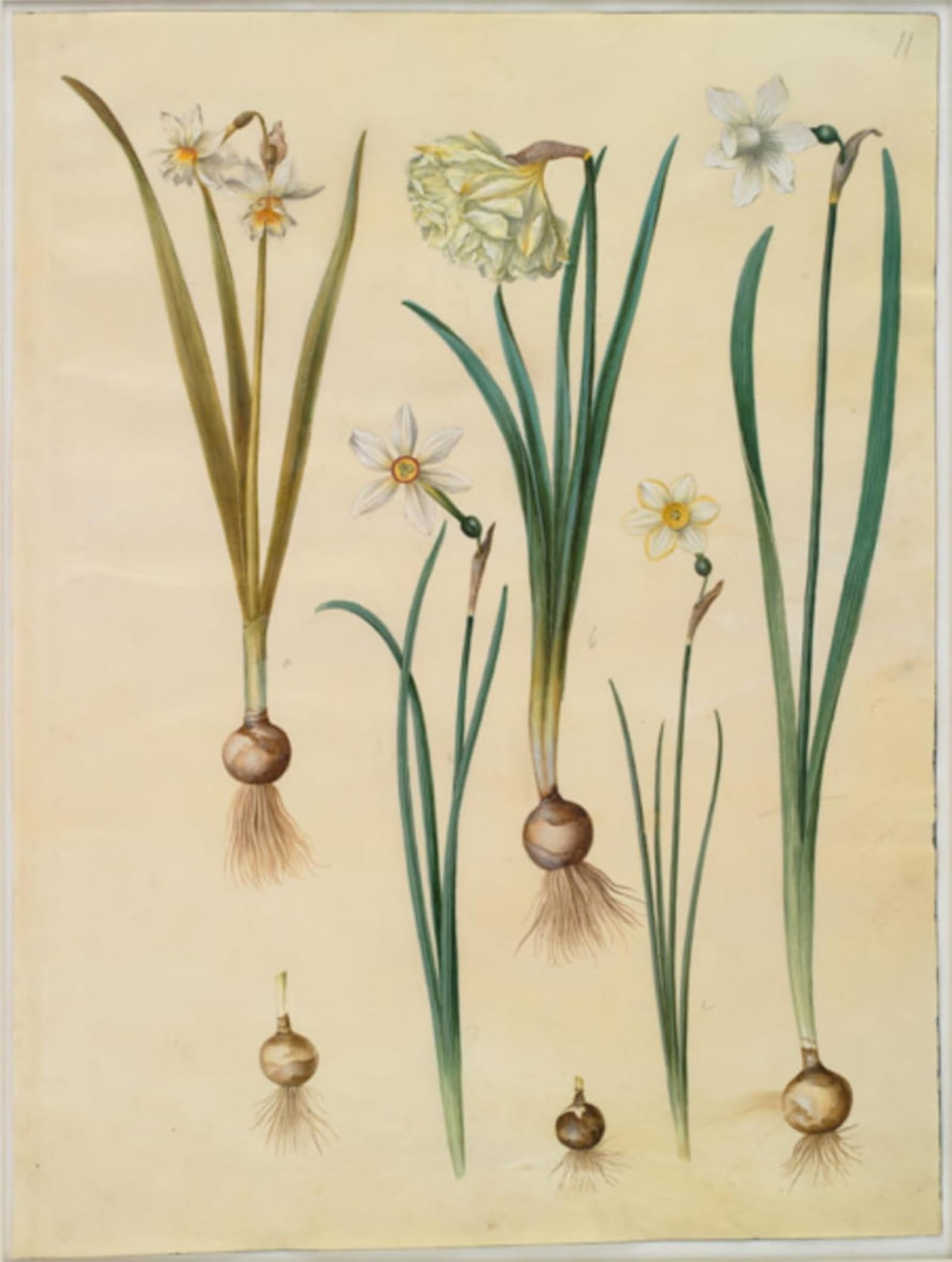 ARTXLXXBN Famous Prints Artwork Pictures Poster Painting Art Narcissus by Hans Simon Holtzbecker Artwork Landscape Pictures for Home Decor 60x90cm