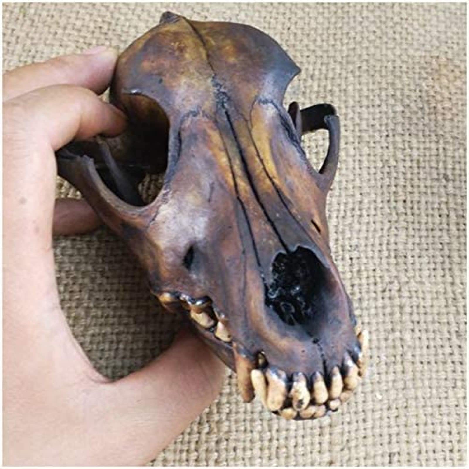 Teschio Di Lupo In PVC Per Decorazione – Modello Anatomico Realistico 23 Cm, Per Studio, Halloween E Collezionismo